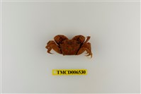 藏品(斑點擬相手蟹)的圖片